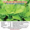 cai be xanh mo cao san 20gr