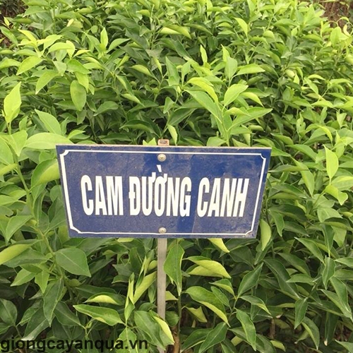 cam-duong-canh1