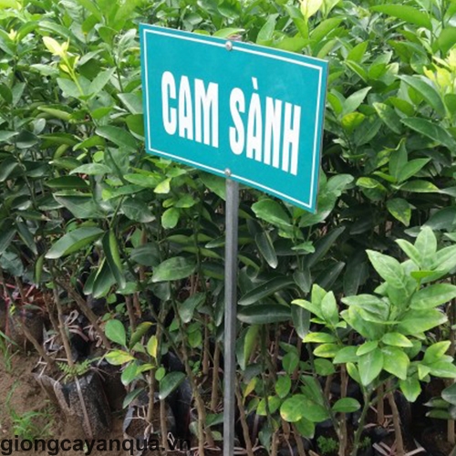 cam-sanh1