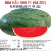 dua hau HMN F1 20gr