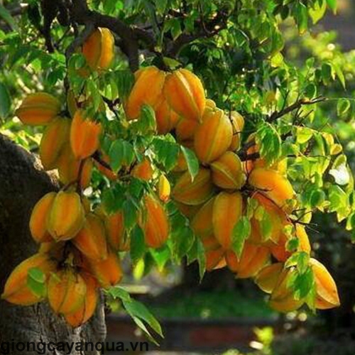 hình ảnh  Chín muồi khỏe mạnh món ăn Carambola Thô ngọt nhiệt đới  trái cây Miếng màu vàng hữu cơ trái khế ngôi sao tươi bị cô lập  thiên nhiên Thành