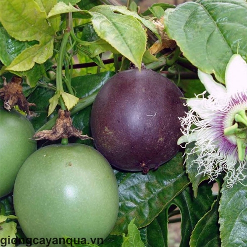 meczennica-jadalna-passiflora-edulis-iloc-nasion-12szt