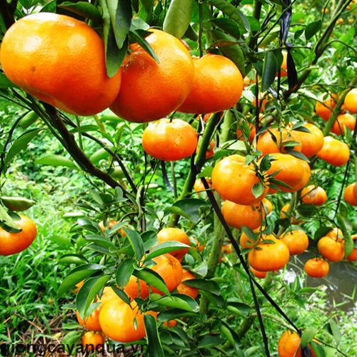 Kỹ thuật trồng quýt đường đơn giản  nhanh cho trái lớn