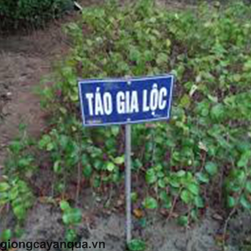 tao-chua-gia-loc2