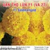 van-tho-lun-f1-va27